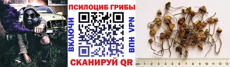OMG как войти  Скопин  нарко площадка состав  Галлюциногенные грибы Psilocybe 